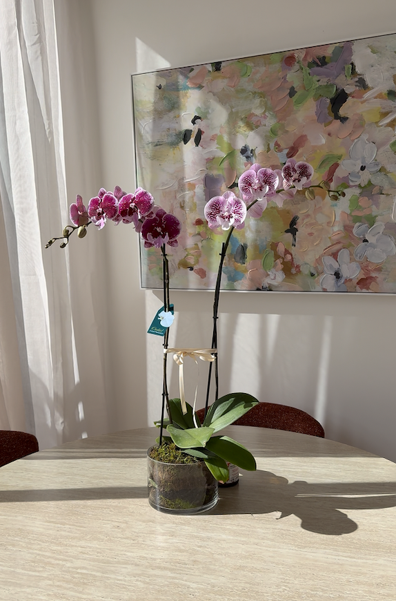 Double Stem Phalaenopsis Orchid Plant in Glass