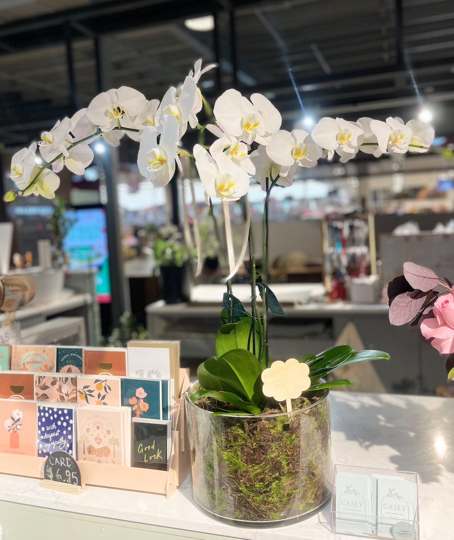 Large White Phalaenopsis Orchid Plant in Glass - Casey Florist Co