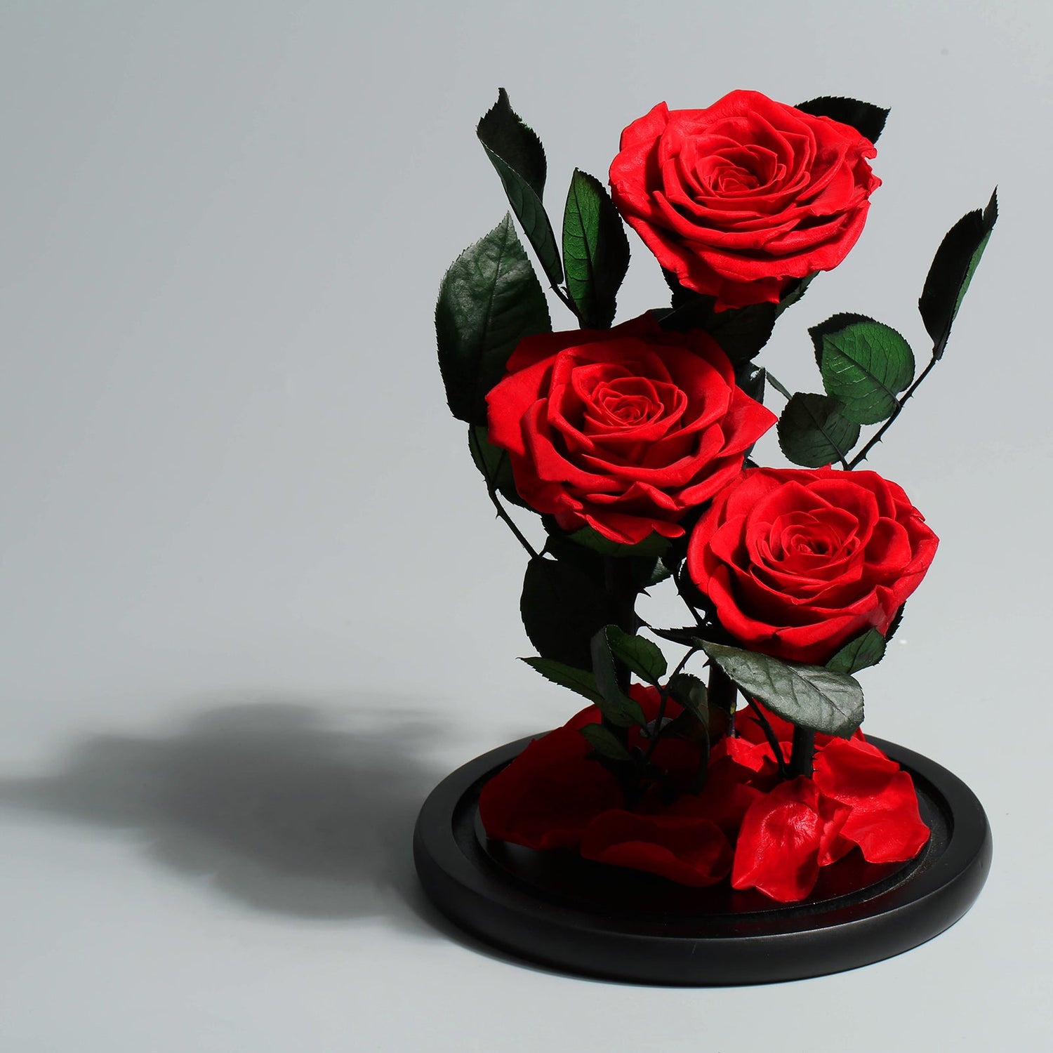 Everlasting Flowers - Casey Florist Co
