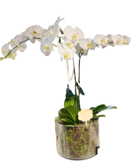 Large White Phalaenopsis Orchid Plant in Glass - Casey Florist Co
