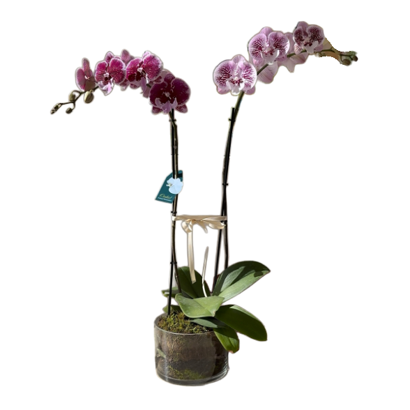 Double Stem Phalaenopsis Orchid Plant in Glass