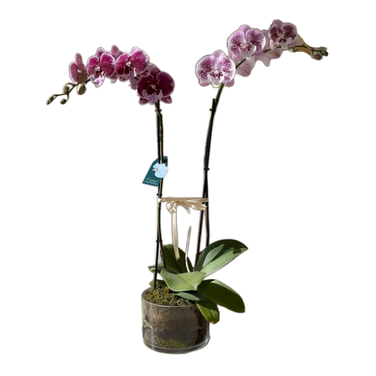 Double Stem Phalaenopsis Orchid Plant in Glass